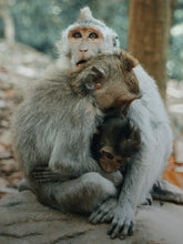 Monkey hugging | Save The Duck
