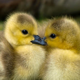 Code of interdependence | Save The Duck