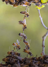 Bees Tied Together | Sauvez le canard