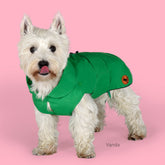 Dog Rex Coat in Flag Green | Save The Duck