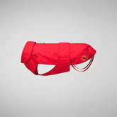 Dog Rex Coat in Sweet Red - All Save The Duck Products | Save The Duck