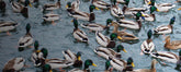 Ducks in Water | Sauvez le canard