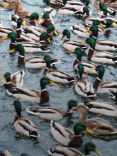 Ducks in Water | Sauvez le canard