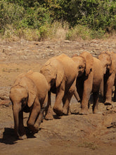 Elephants one behind another | Sauvez le canard