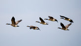 Flock of Ducks | Sauvez le canard