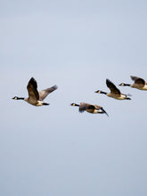Flock of Ducks | Sauvez le canard