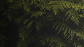 Lush green fern leaves spreading across a dark backdrop, capturing the essence of a serene forest atmosphere. | Save The Duck | Animal Free Elegant Duvets for Men and Women